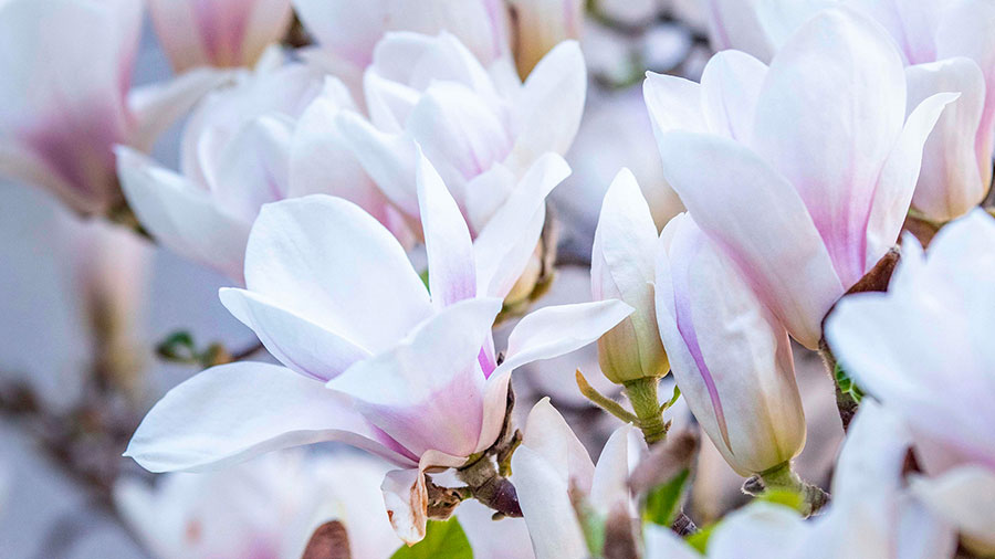 02 29 Mdm Resurrection De Lazare W