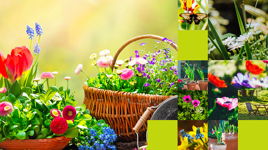 Jardin Extraordinaire W