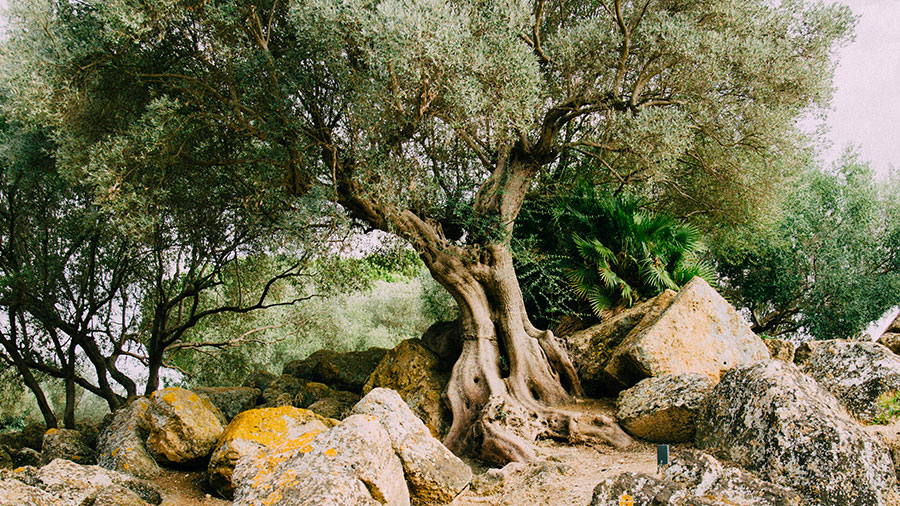 05 06 Mdm Cedron Gethsemane W