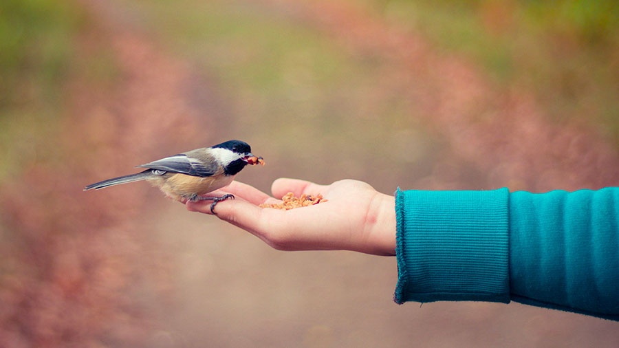 12 13 Mdm Bonte De Dieu W