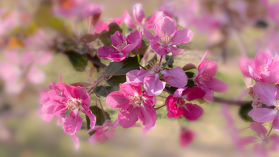 03 07 Mdm Dirige Leurs Coeurs Vers Toi W