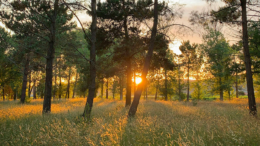 05 14 Mdm Le Fils De Homme Glorifie W