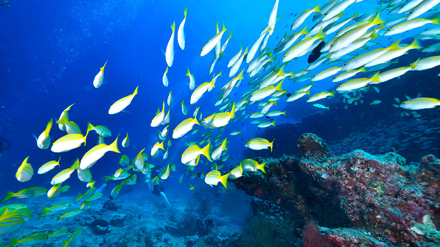 10 19 Mdm Vie Abondante En Christ W