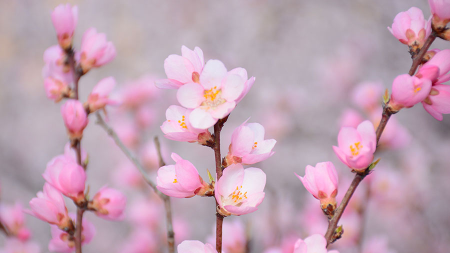 08 08 Mdm Temoins De La Resurrection W