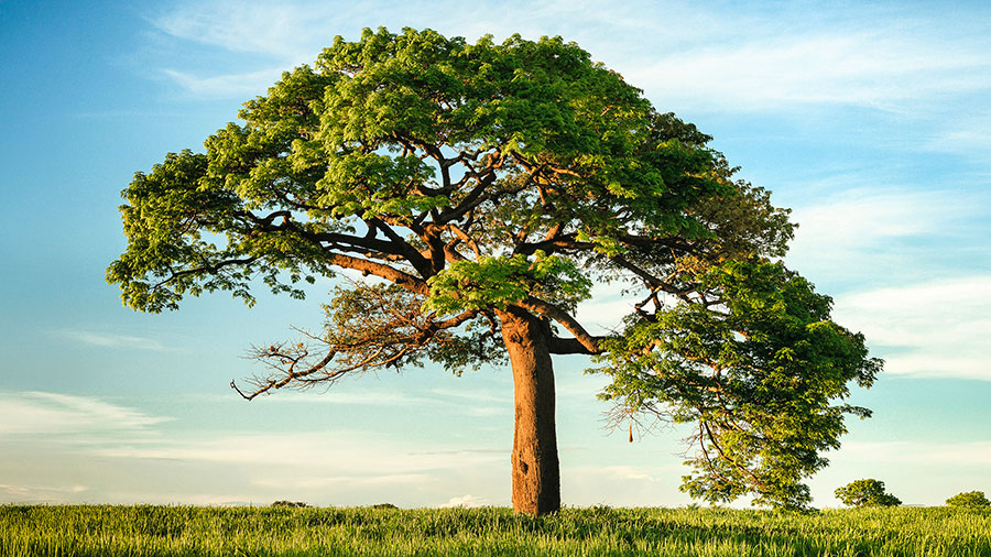 05 28 Mdm Fruit Du Juste W