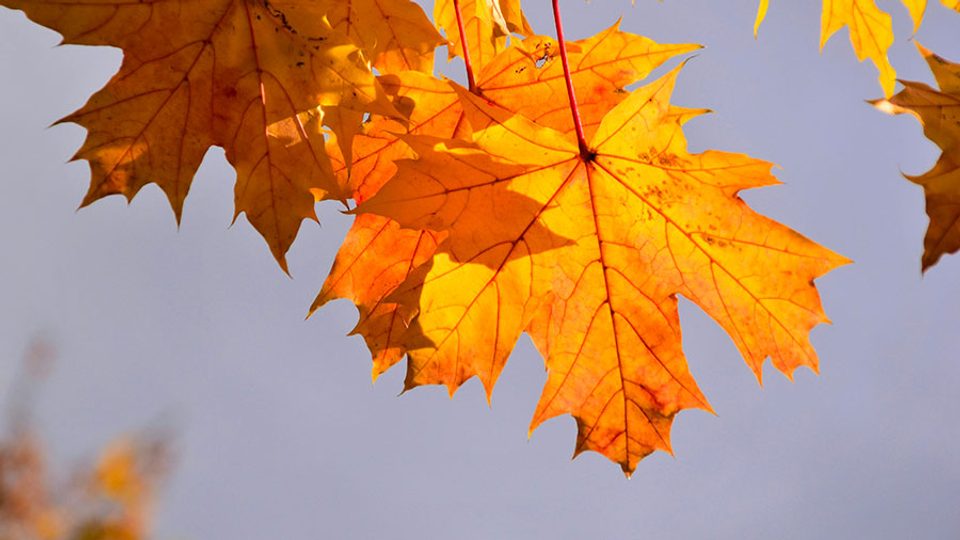 Automne W