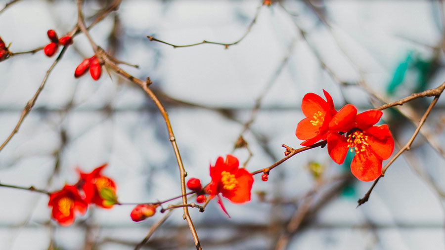 Cicatrices Du Passe W