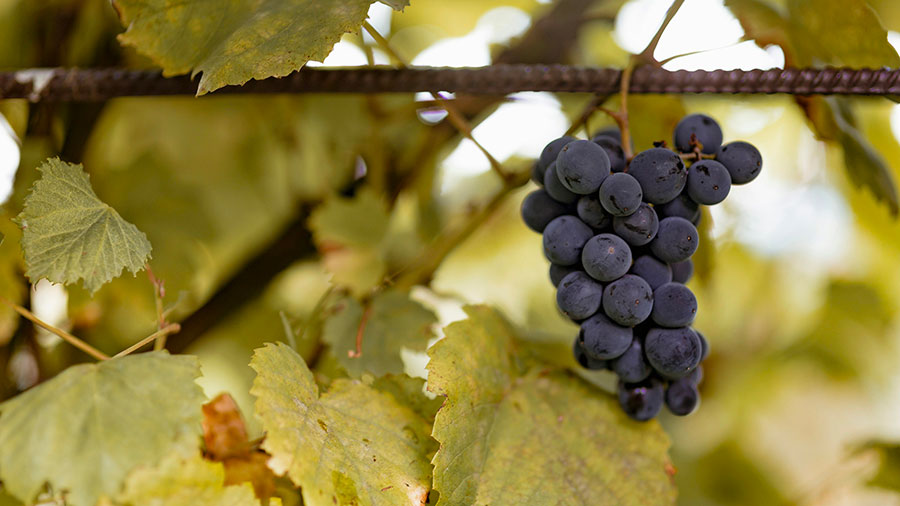 05 08 Mdm Je Suis Le Vrai Cep W