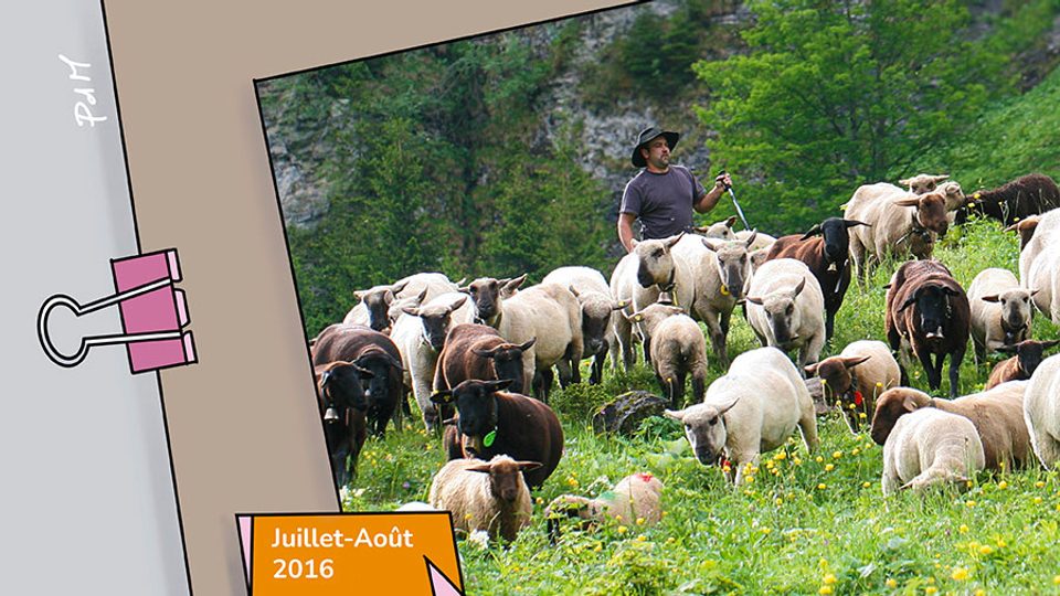 07p Transhumance W