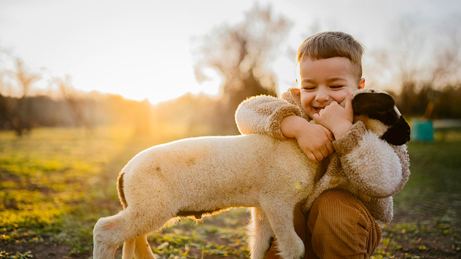 06 14 Mdm Brebis Perdue W