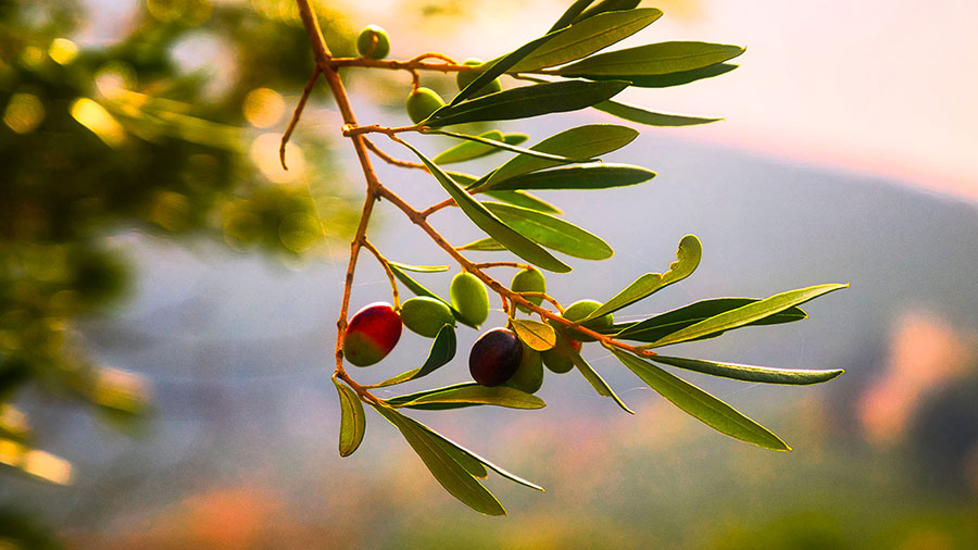 02 21 Mdm Elle Ne Savait Pas W