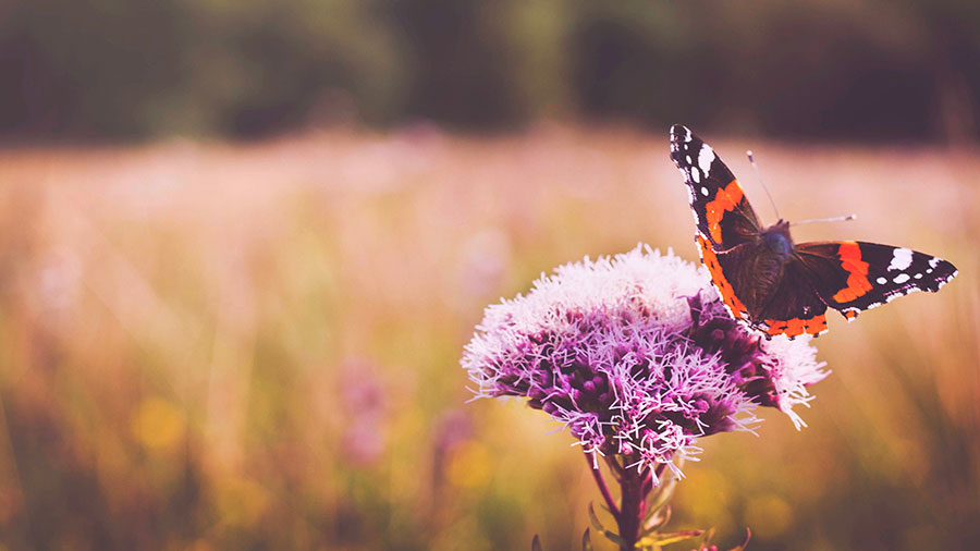 06 11 Mdm Vous Etes Purs W