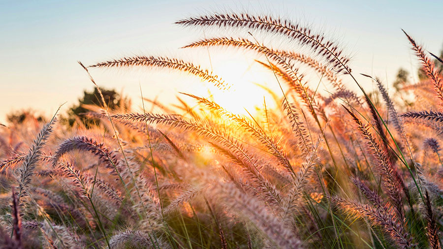 06 02 Mdm Complaisance W