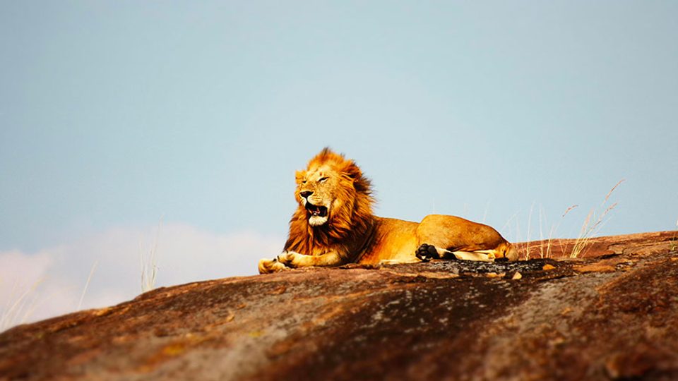 09 26 Mdm Samson Et Lion Rugissant W