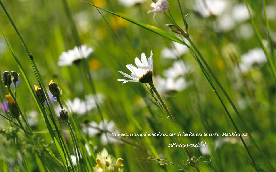 Fond E 1920x1200 Marguerite W
