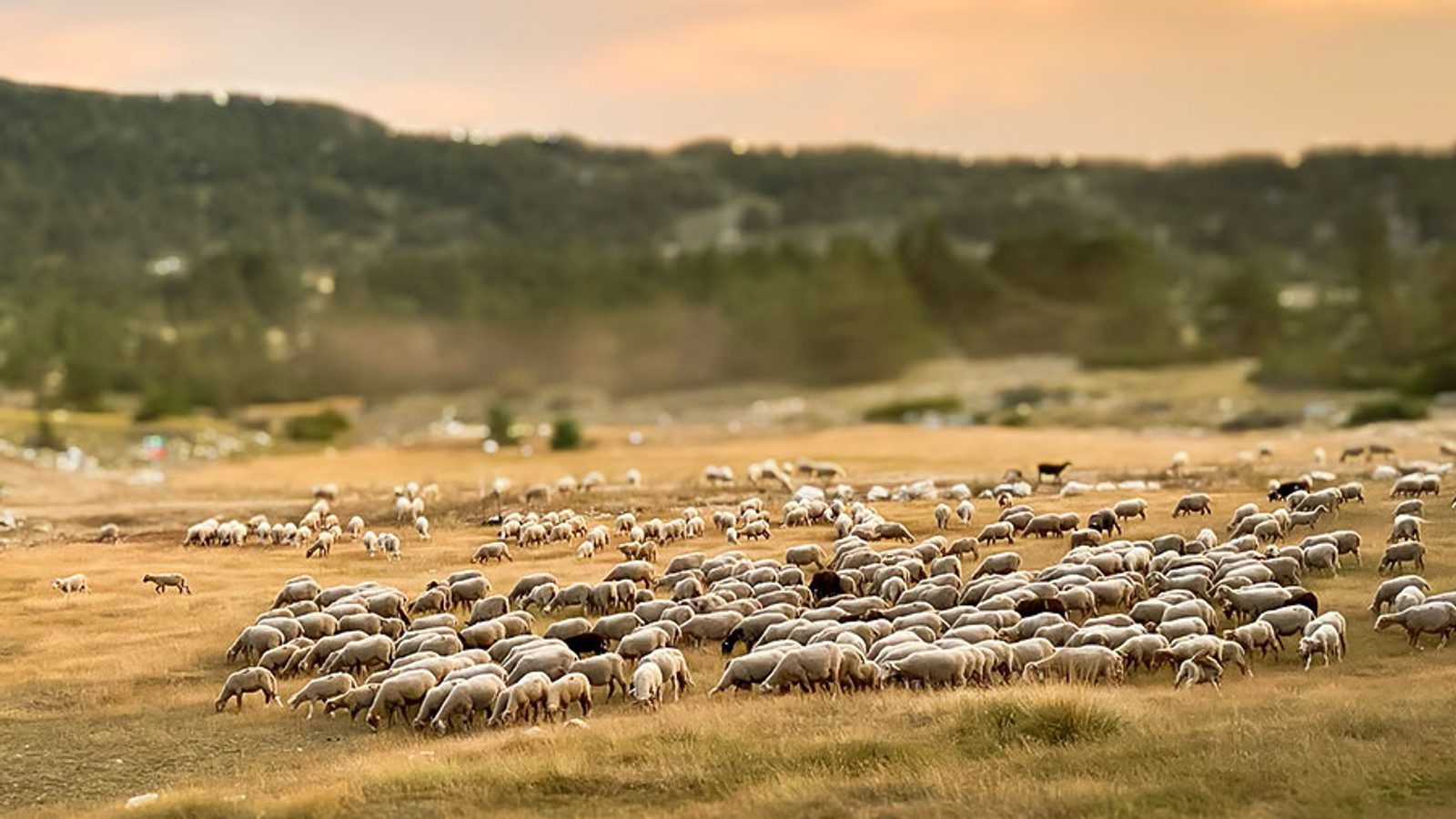 Un grand troupeau de moutons broute paisiblement dans une vaste prairie baignée de la douce lumière du soir, évoquant la sérénité et la confiance inspirées du Psaume 23.