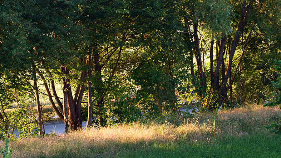 06 21 Mdm Parabole Du Semeur W