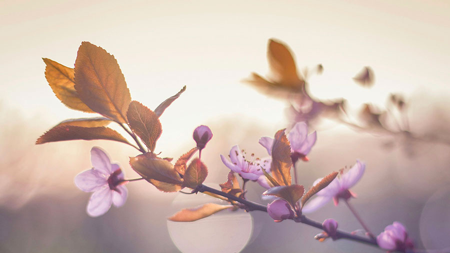 02 22 Mdm Venez a Lui W