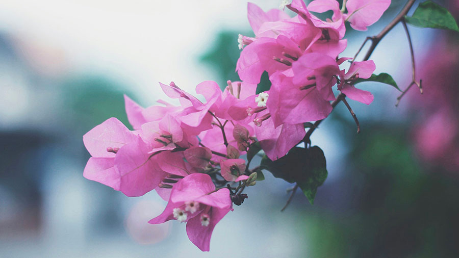 02 20 Mdm Prier Toujours W