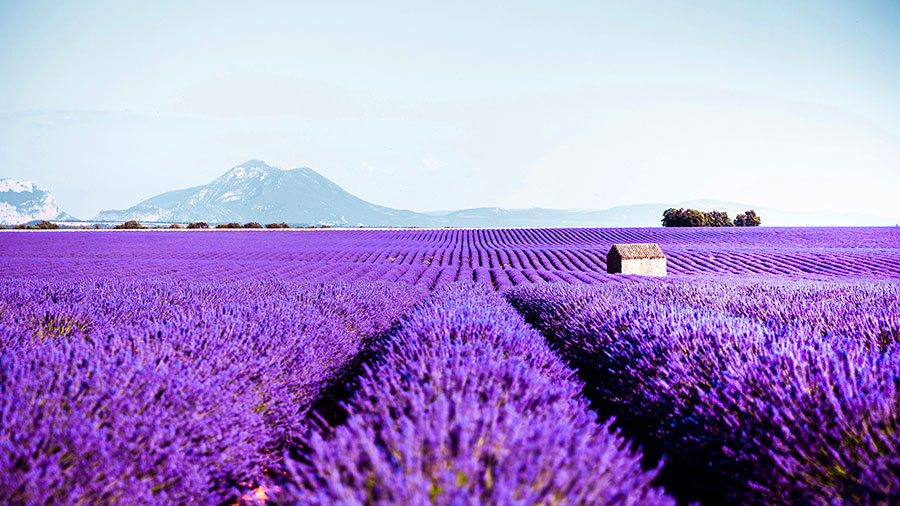 07 07 Mdm Paix De Dieu W