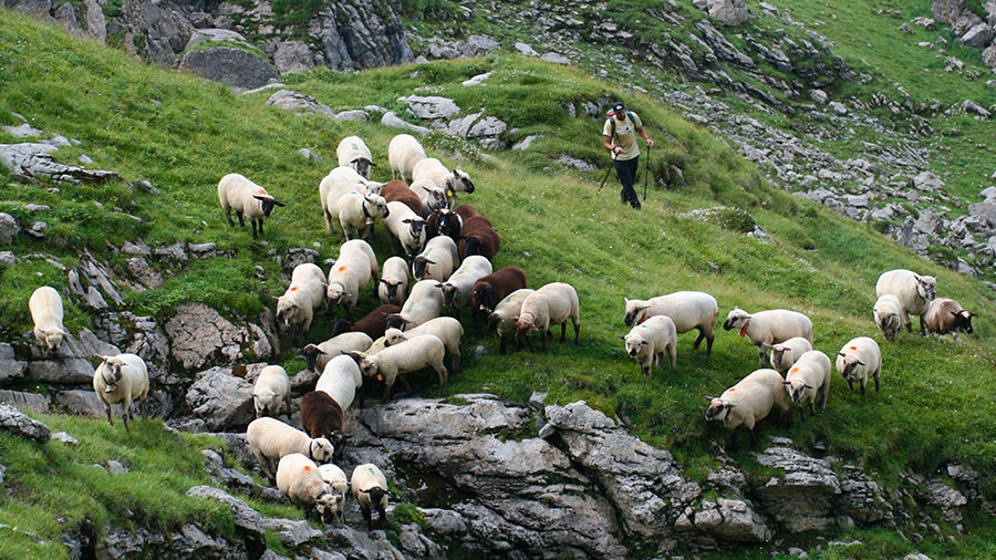 08 21 Mdm Eternel Mon Berger W