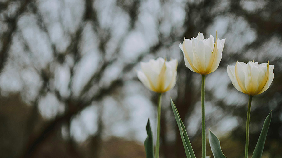 11 29 Mdm Trois Graces Spirituelles W