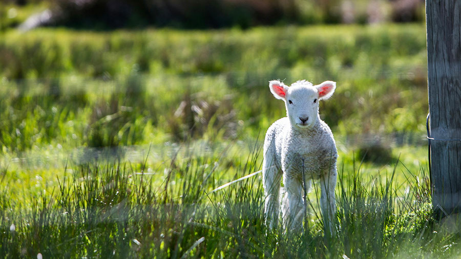 01 09 Mdm Agneau De Dieu W