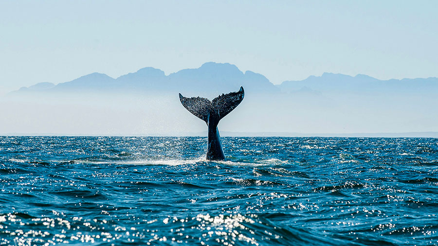 02 04 Mdm Evanouissement Jonas W