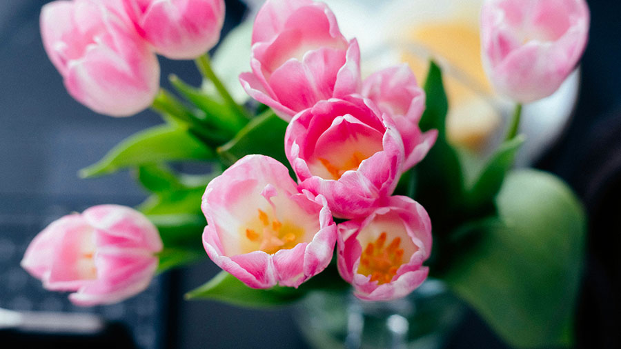 04 08 Mdm Offrir Sacrifice Vivant W