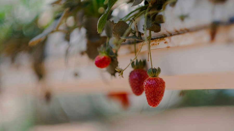 06 18 Mdm Fils Moisson W