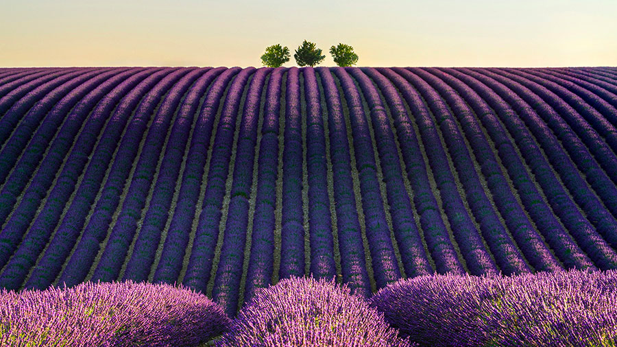 05 25 Mdm Service Fructueux W