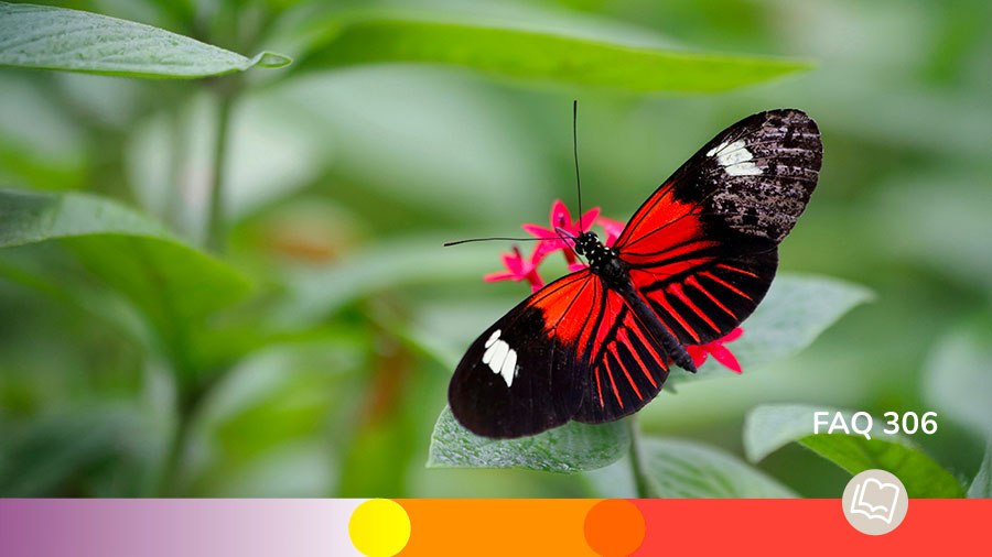 FAQ 306 Nouvelle Naissance W