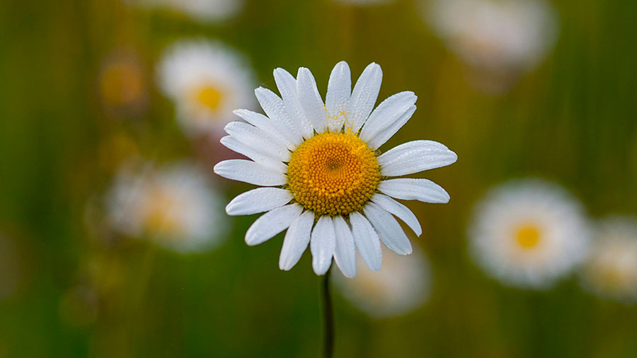 Devenir Chrétien W