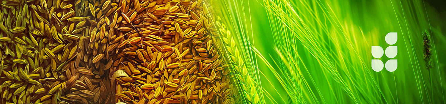 Bandeau Bonne Semence W