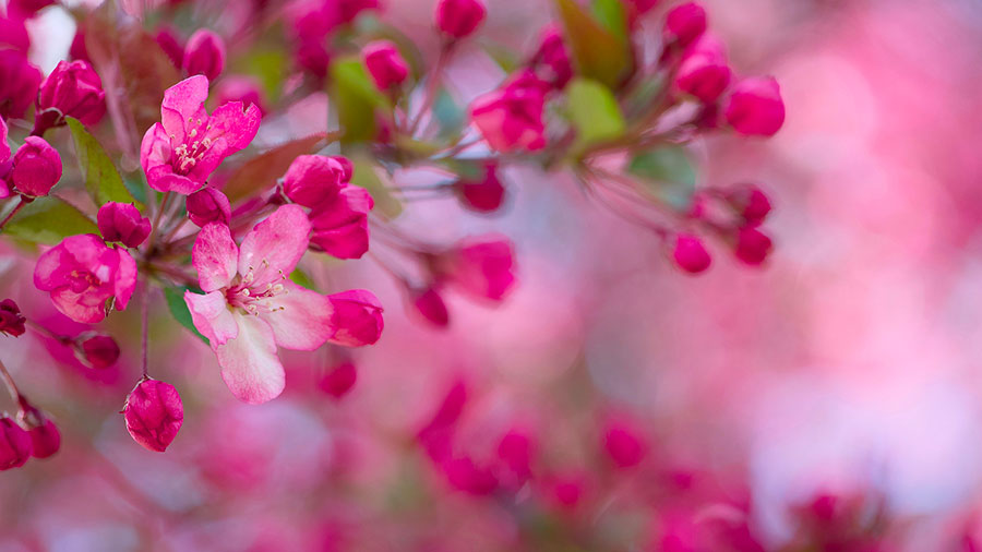 06 05 Mdm Saint Esprit Glorifie Fils W