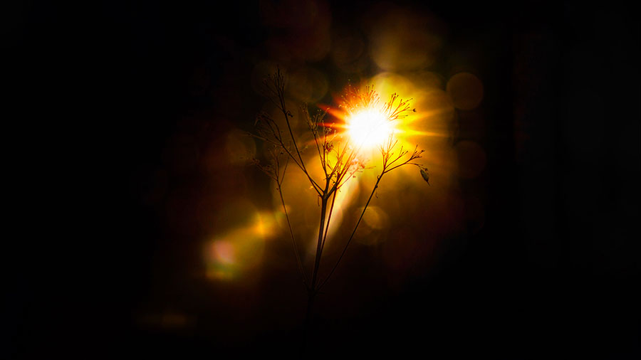 07 12 Mdm Tresors Des Tenebres W