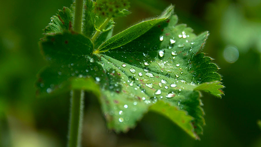 05 21 Mdm Rosee Pour Israel W