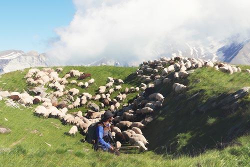 Transhumance