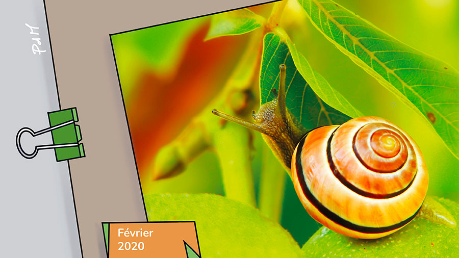 Richesses de la lenteur - Joli petit escargot sur des feuilles vertes