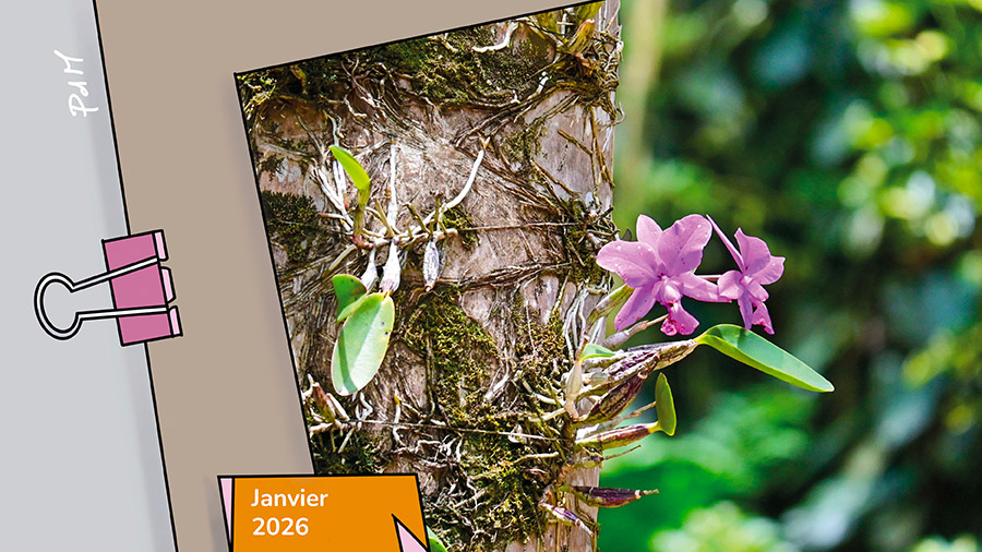 Une orchidée avec des racines sur un tronc d'arbre